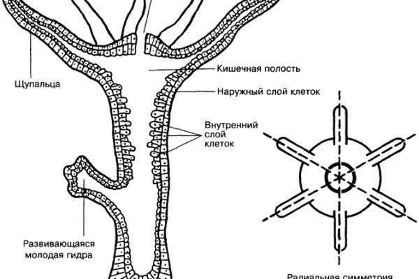 Кракен маркетплейс скачать