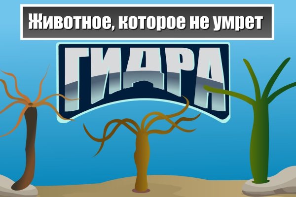 Что такое кракен плейс